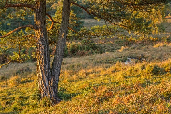 julian, konczak, photography, dockens water, forest trip out, new forest,wick wood, acres down, autumn, lyndhurst