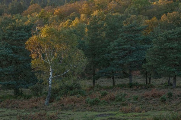 julian, konczak, photography, dockens water, forest trip out, new forest,wick wood, acres down, autumn, lyndhurst