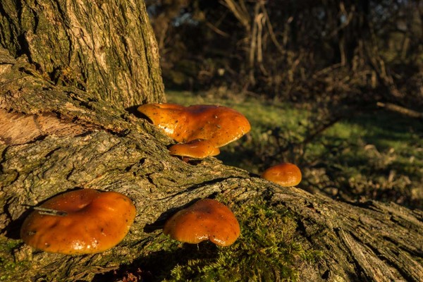 latchmere brook, julian, konczak, photography, dockens water, forest trip out, new forest, in search of a vista, winter