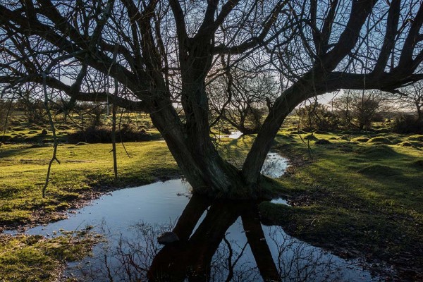 latchmere brook, julian, konczak, photography, dockens water, forest trip out, new forest, in search of a vista, winter