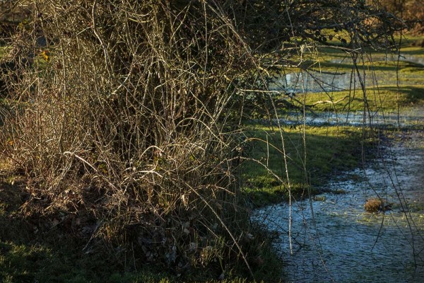 latchmere brook, julian, konczak, photography, dockens water, forest trip out, new forest, in search of a vista, winter