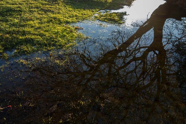 latchmere brook, julian, konczak, photography, dockens water, forest trip out, new forest, in search of a vista, winter