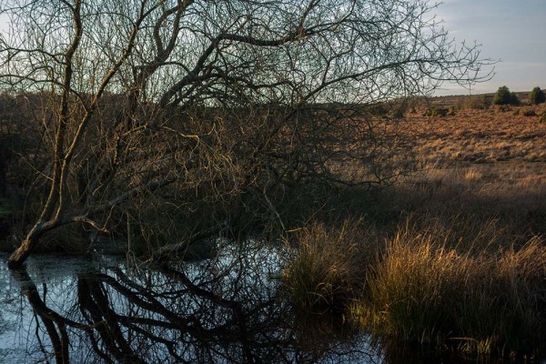 latchmere brook, julian, konczak, photography, dockens water, forest trip out, new forest, in search of a vista, winter