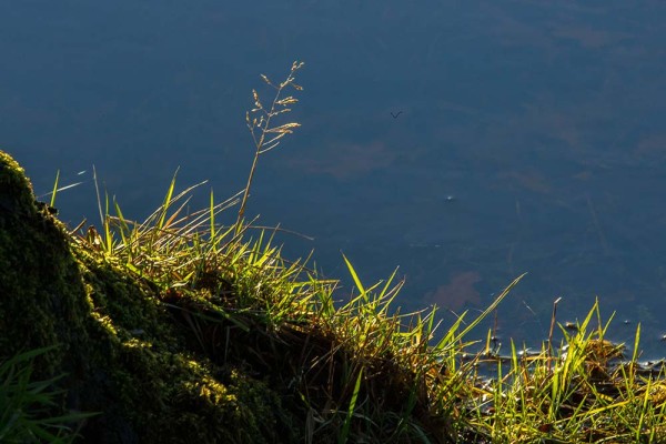 latchmere brook, julian, konczak, photography, dockens water, forest trip out, new forest, in search of a vista, winter