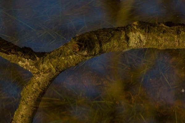 latchmere brook, julian, konczak, photography, dockens water, forest trip out, new forest, in search of a vista, winter