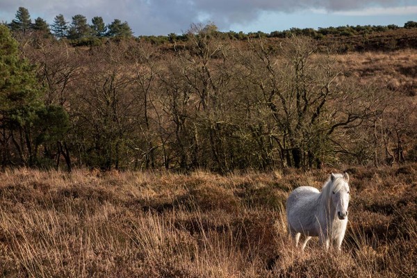 brately view, julian, konczak, photography, dockens water, forest trip out, new forest, in search of a vista, winter