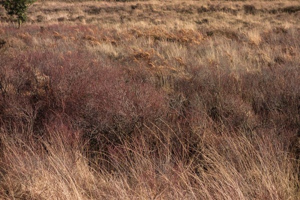 brately view, julian, konczak, photography, dockens water, forest trip out, new forest, in search of a vista, winter