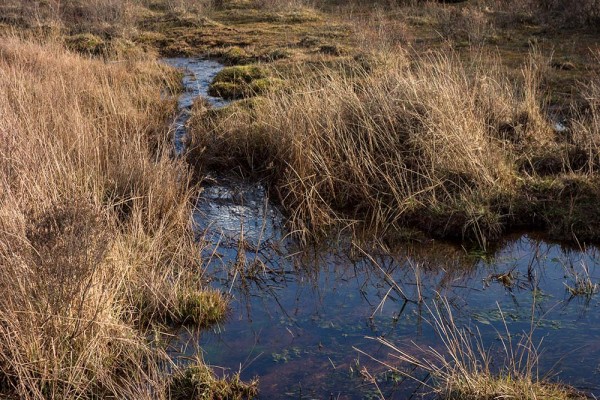 brately view, julian, konczak, photography, dockens water, forest trip out, new forest, in search of a vista, winter