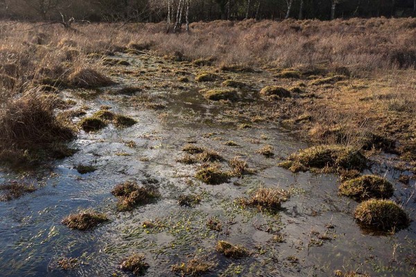 brately view, julian, konczak, photography, dockens water, forest trip out, new forest, in search of a vista, winter