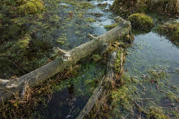 brately view, julian, konczak, photography, dockens water, forest trip out, new forest, in search of a vista, winter