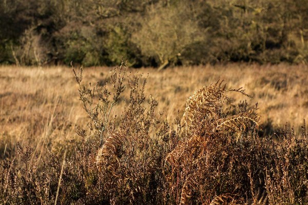 brately view, julian, konczak, photography, dockens water, forest trip out, new forest, in search of a vista, winter