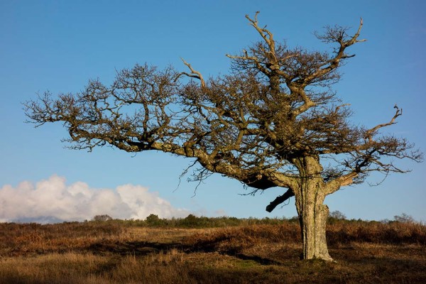 brately view, julian, konczak, photography, forest trip out, new forest, in search of a vista, winter