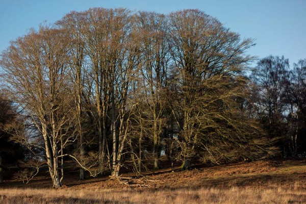 brately view, julian, konczak, photography, forest trip out, new forest, in search of a vista, winter