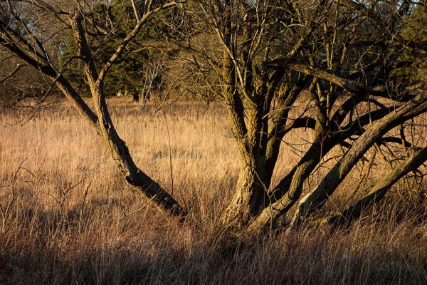 brately view, julian, konczak, photography, forest trip out, new forest, in search of a vista, winter