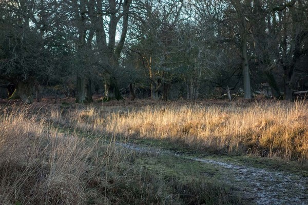 brately view, julian, konczak, photography, forest trip out, new forest, in search of a vista, winter