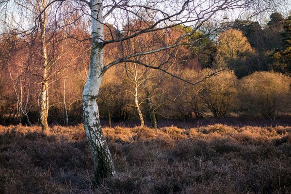 brately view, julian, konczak, photography, forest trip out, new forest, in search of a vista, winter