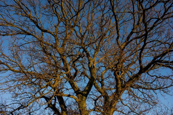 brately view, julian, konczak, photography, forest trip out, new forest, in search of a vista, winter