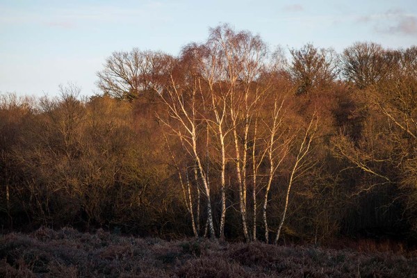 brately view, julian, konczak, photography, forest trip out, new forest, in search of a vista, winter