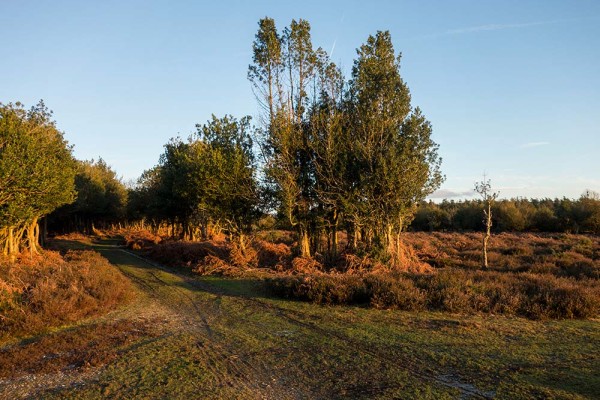 brately view, julian, konczak, photography, forest trip out, new forest, in search of a vista, winter