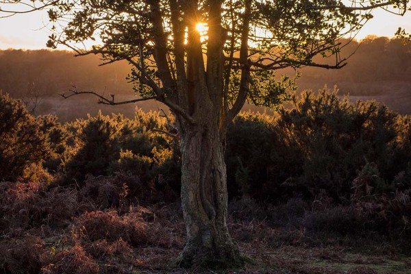 brately view, julian, konczak, photography, forest trip out, new forest, in search of a vista, winter