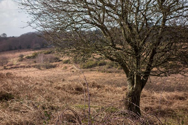 picket post, julian, konczak, photography, forest trip out, new forest, in search of a vista, winter