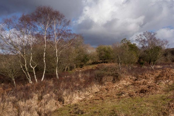 picket post, julian, konczak, photography, forest trip out, new forest, in search of a vista, winter