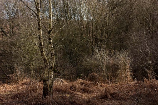 picket post, julian, konczak, photography, forest trip out, new forest, in search of a vista, winter