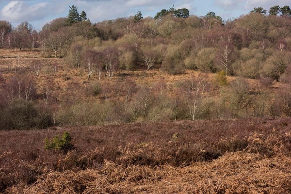 picket post, julian, konczak, photography, forest trip out, new forest, in search of a vista, winter