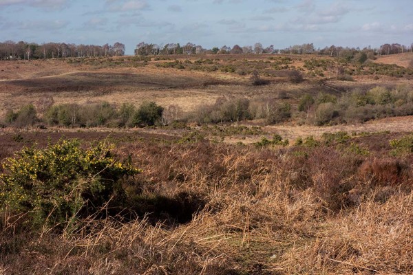 picket post, julian, konczak, photography, forest trip out, new forest, in search of a vista, winter