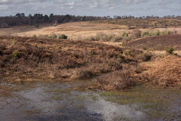 picket post, julian, konczak, photography, forest trip out, new forest, in search of a vista, winter