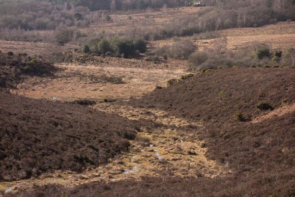 picket post, julian, konczak, photography, forest trip out, new forest, in search of a vista, winter