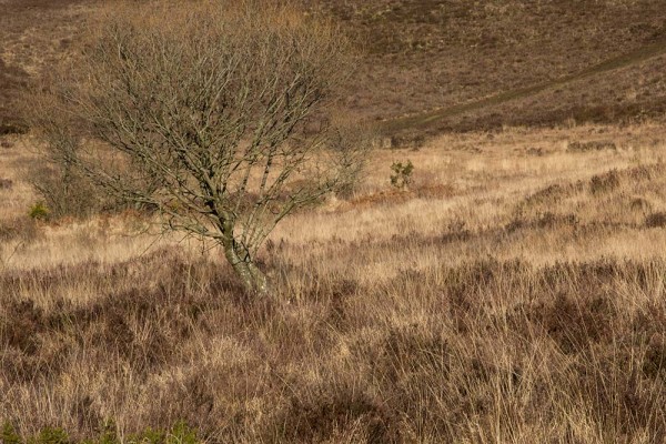 picket post, julian, konczak, photography, forest trip out, new forest, in search of a vista, winter