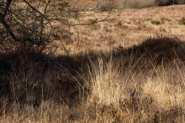 picket post, julian, konczak, photography, forest trip out, new forest, in search of a vista, winter