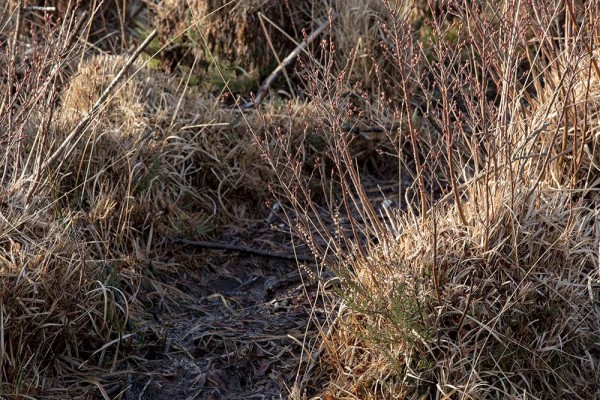 picket post, julian, konczak, photography, forest trip out, new forest, in search of a vista, winter