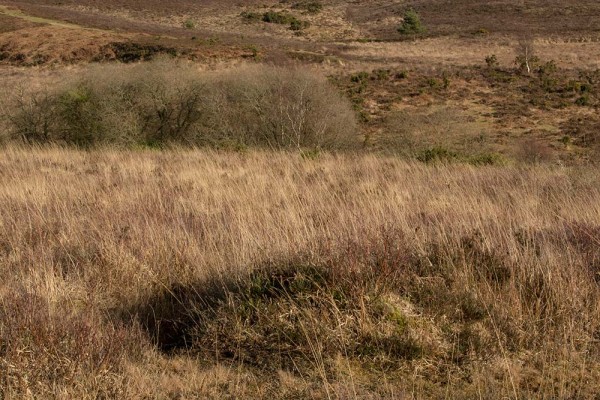 picket post, julian, konczak, photography, forest trip out, new forest, in search of a vista, winter