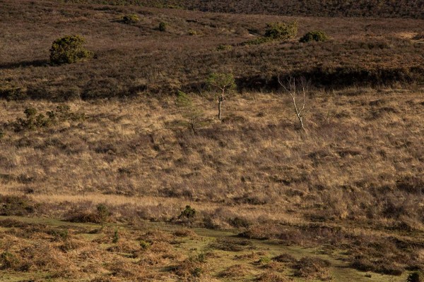 picket post, julian, konczak, photography, forest trip out, new forest, in search of a vista, winter