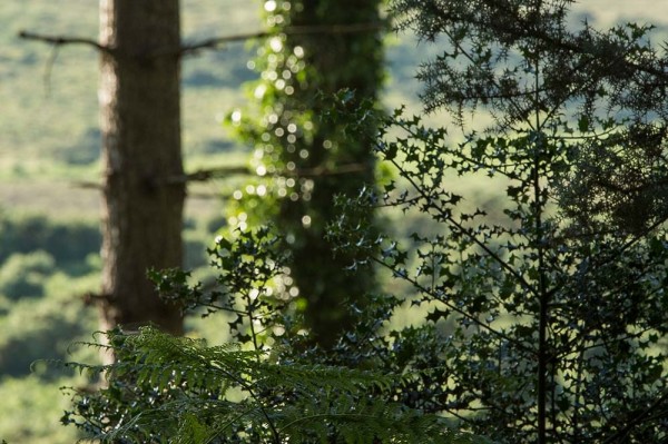 Coopers Hill,  julian, konczak, photography, forest trip out, new forest, in search of a vista, summer