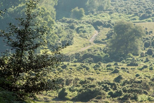 Coopers Hill,  julian, konczak, photography, forest trip out, new forest, in search of a vista, summer