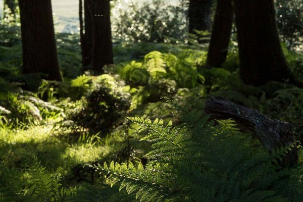 Coopers Hill,  julian, konczak, photography, forest trip out, new forest, in search of a vista, summer