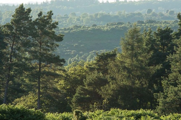 Coopers Hill,  julian, konczak, photography, forest trip out, new forest, in search of a vista, summer