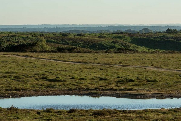 Coopers Hill,  julian, konczak, photography, forest trip out, new forest, in search of a vista, summer