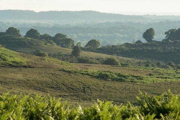 Coopers Hill,  julian, konczak, photography, forest trip out, new forest, in search of a vista, summer