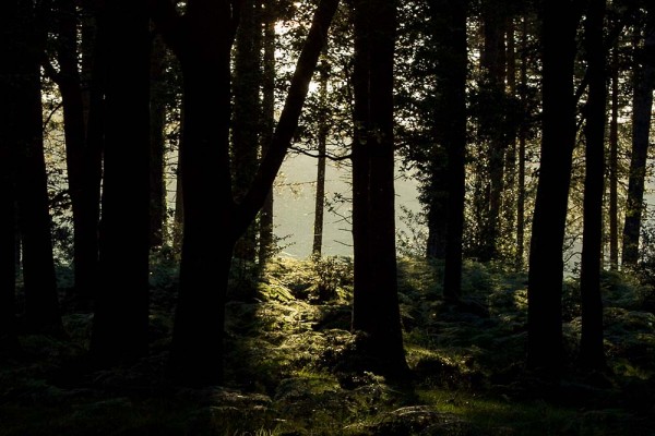 Coopers Hill,  julian, konczak, photography, forest trip out, new forest, in search of a vista, summer