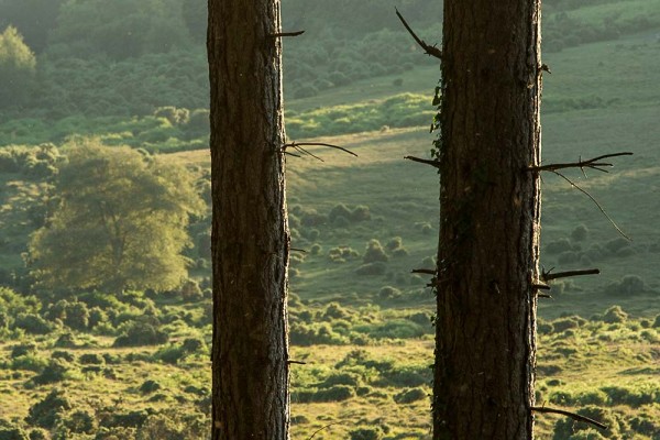 Coopers Hill,  julian, konczak, photography, forest trip out, new forest, in search of a vista, summer