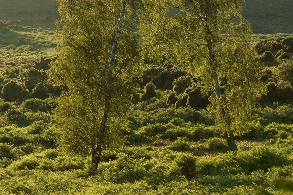 Coopers Hill,  julian, konczak, photography, forest trip out, new forest, in search of a vista, summer