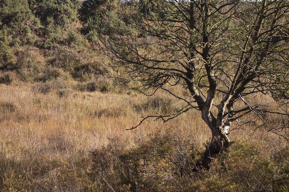 Little Wood, julian, konczak, photography, forest trip out, new forest, in search of a vista, autumn