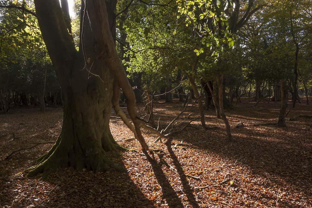 Little Wood, julian, konczak, photography, forest trip out, new forest, in search of a vista, autumn