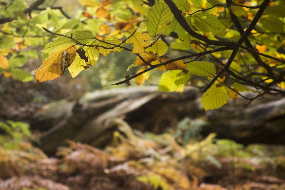 Little Wood, julian, konczak, photography, forest trip out, new forest, in search of a vista, autumn