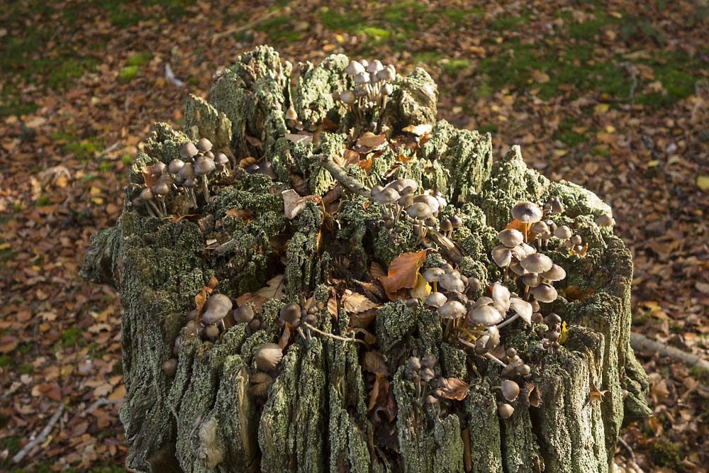 Little Wood, julian, konczak, photography, forest trip out, new forest, in search of a vista, autumn