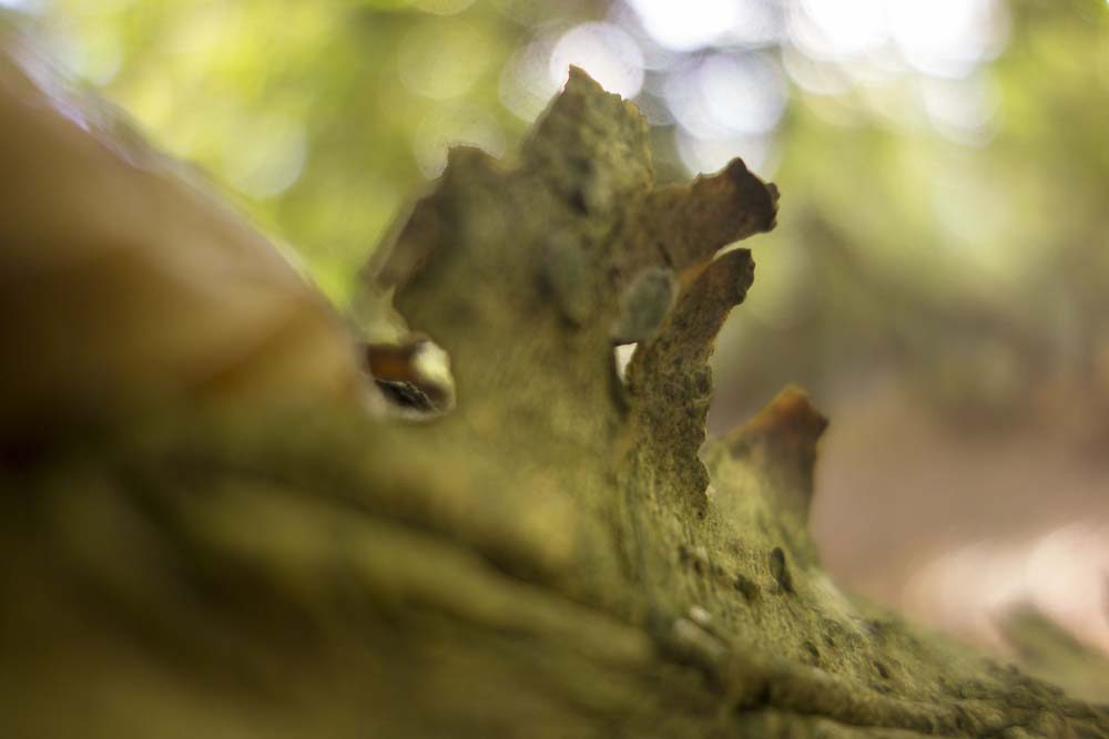 Little Wood, julian, konczak, photography, forest trip out, new forest, in search of a vista, autumn